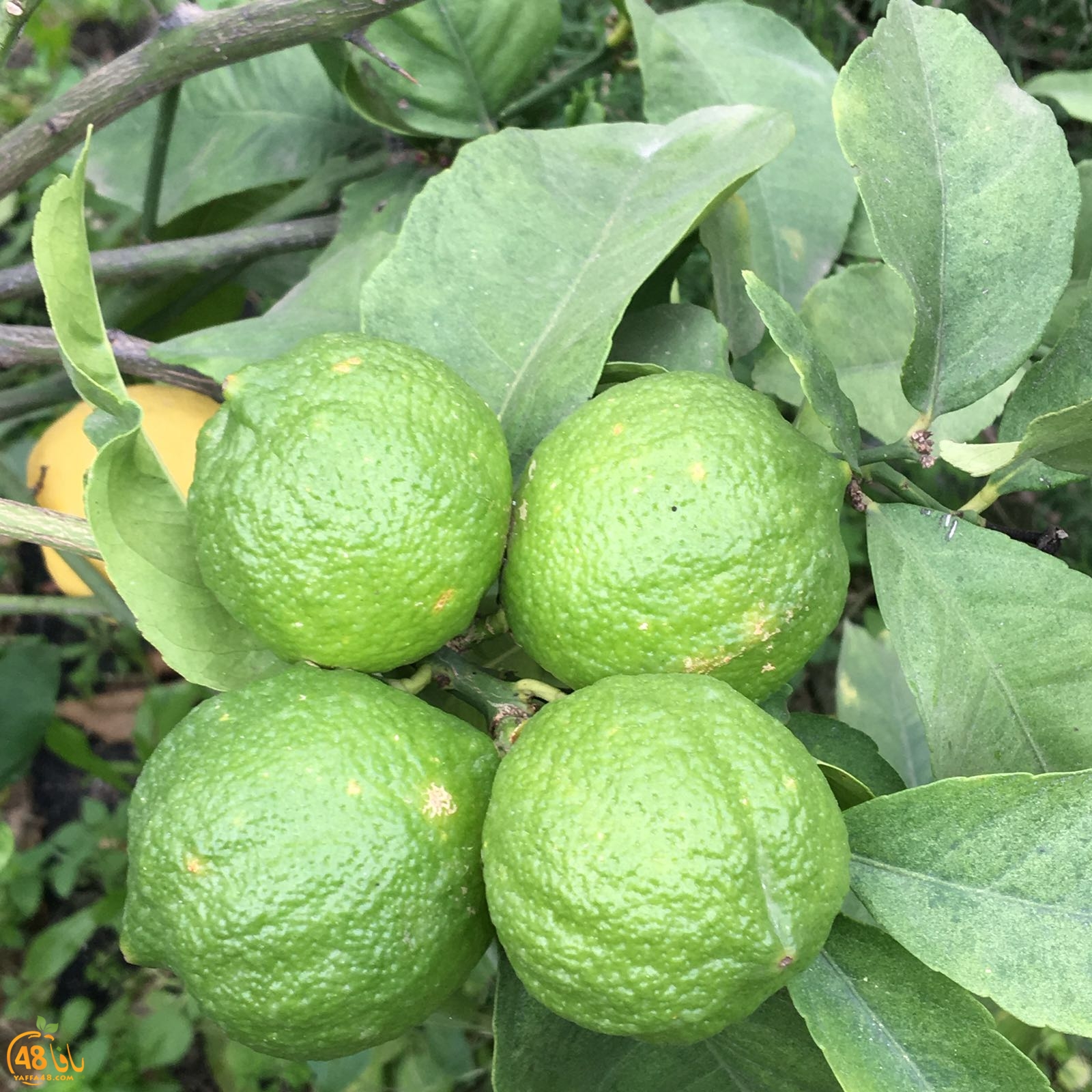 3ali turkaa (15).jpg